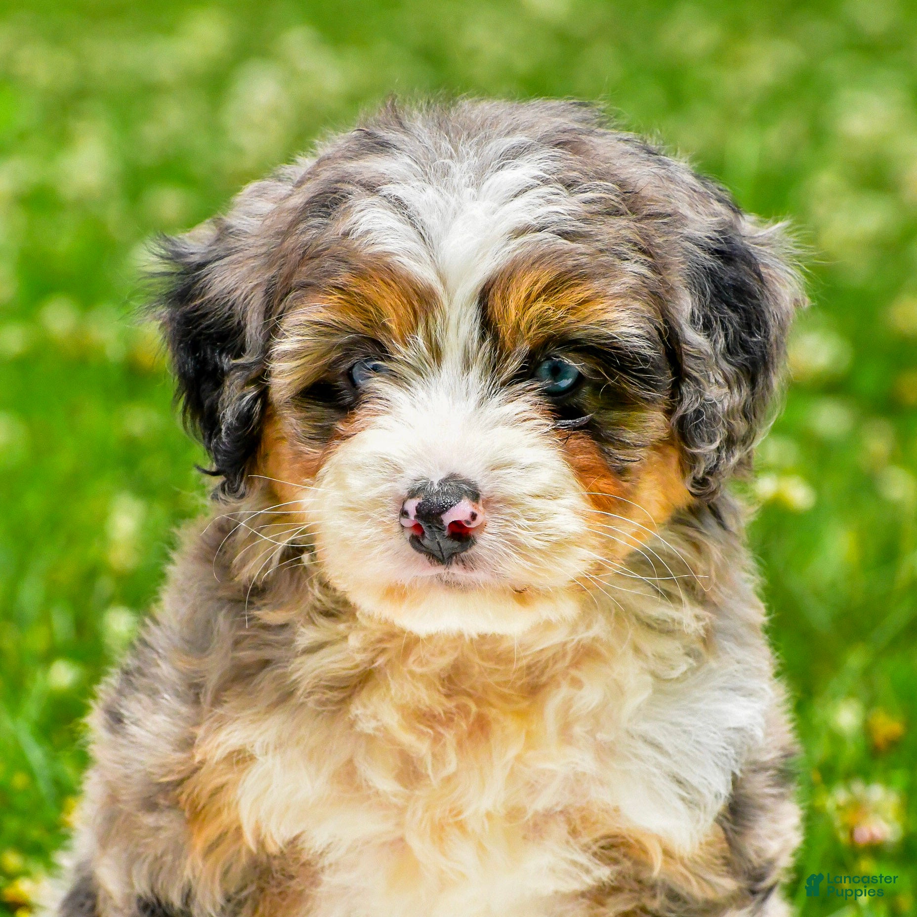 Mini Aussiedoodle dogs Gabby - Ad 2