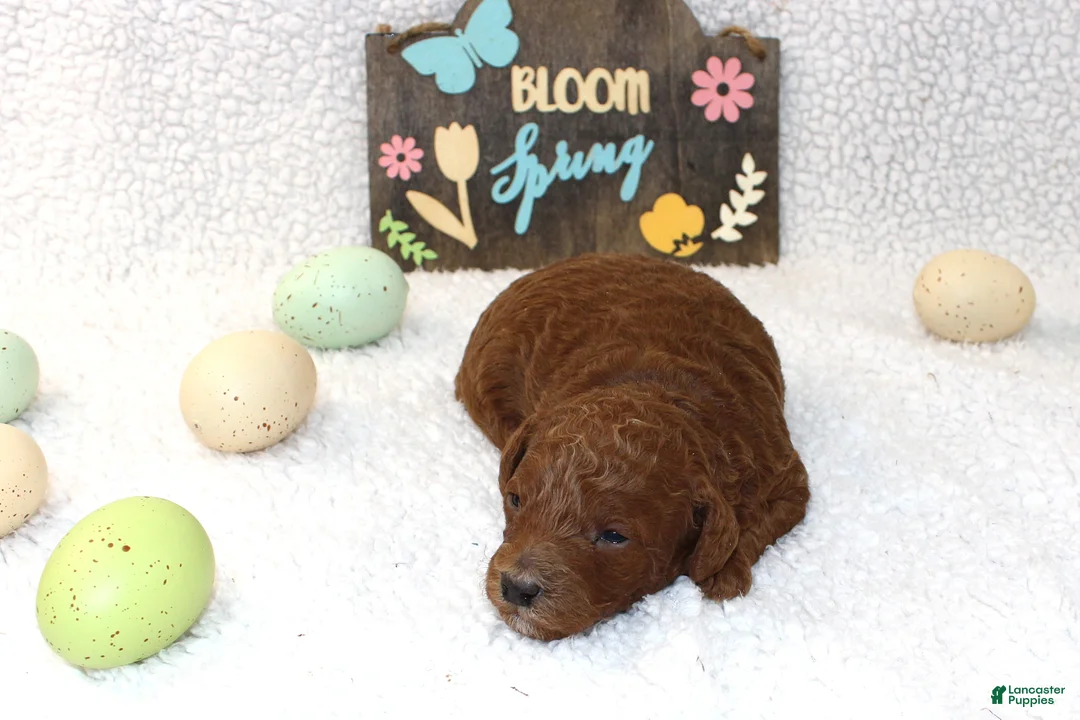 Miniature Poodle dogs for sale: Rowan - Ad 1