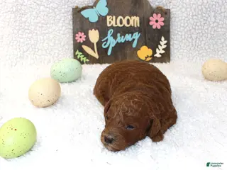 Miniature Poodle dogs Rowan - Ad 42