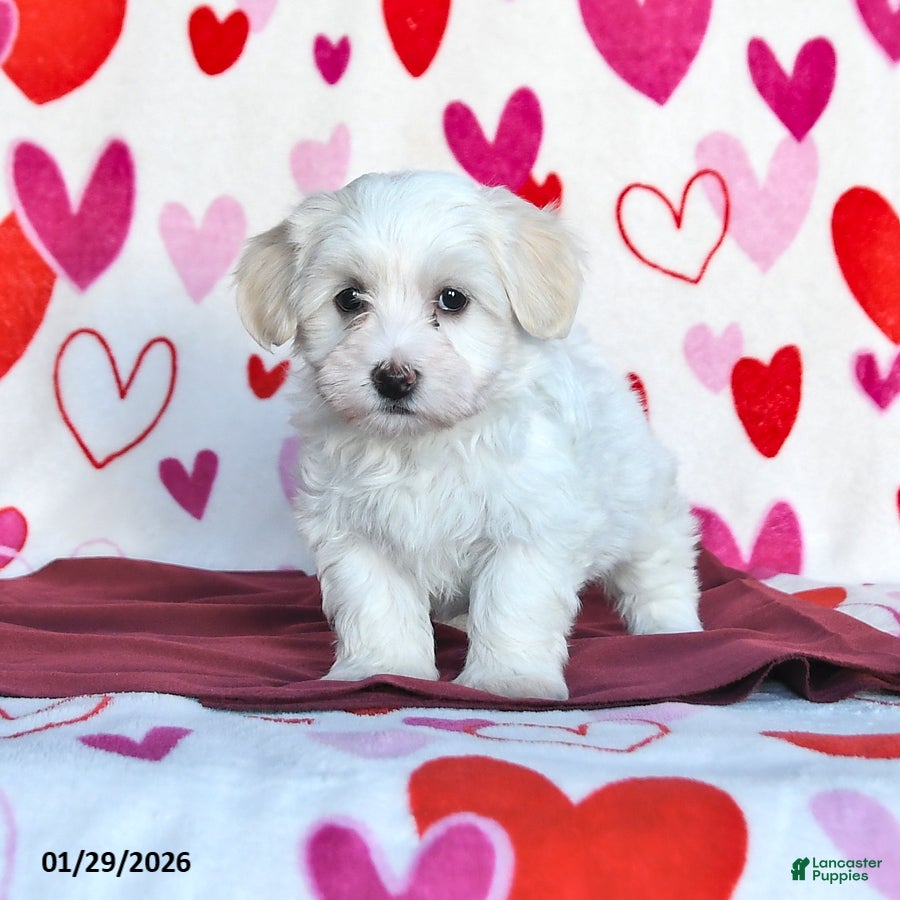 Havanese dogs Snowflake - Ad 12