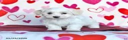 Havanese dogs for sale: Snowflake - Ad 1