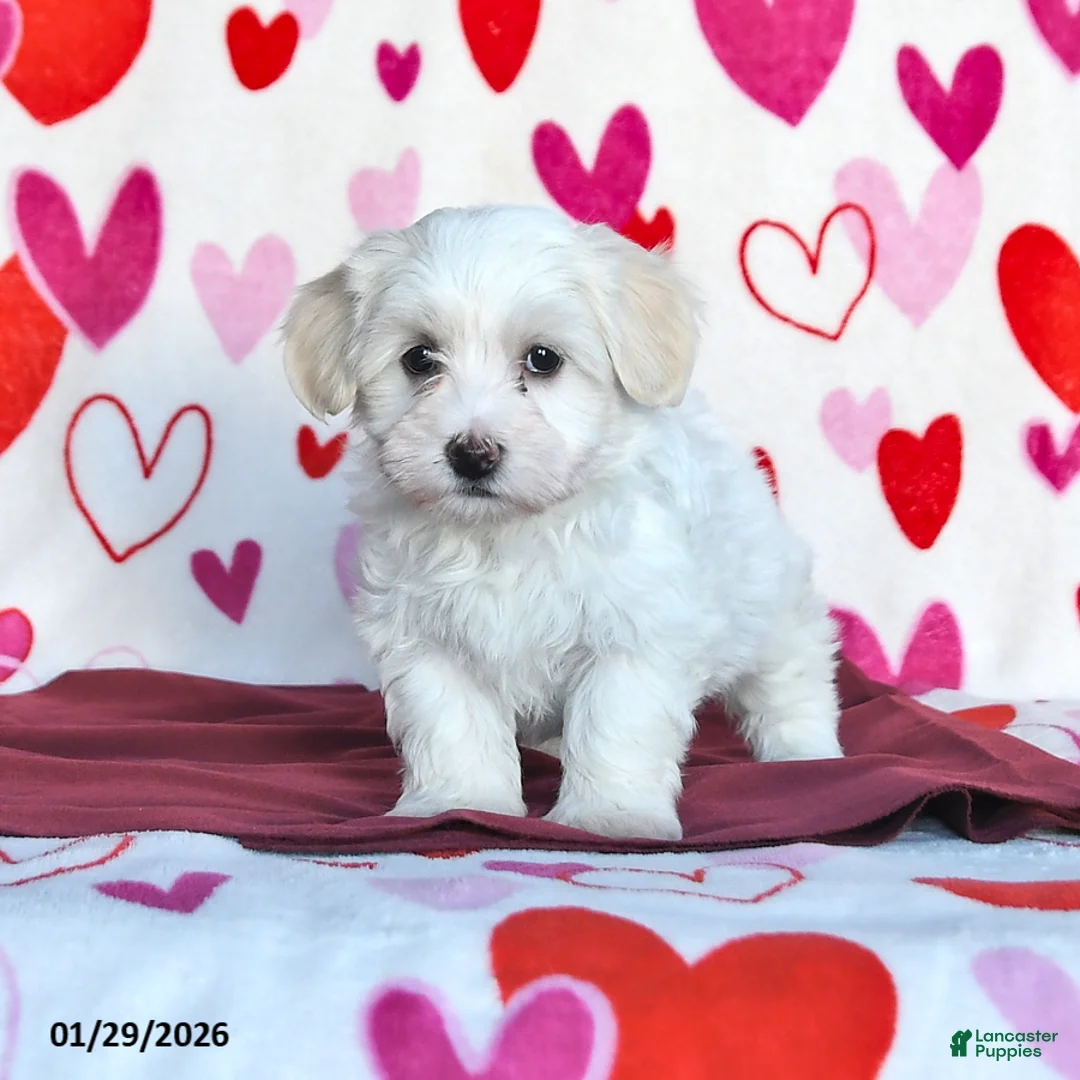 Havanese dogs for sale: Snowflake - Ad 1