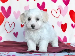 Havanese dogs Snowflake - Ad 12
