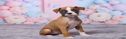 Boxer dogs for sale: Bella - Ad 3