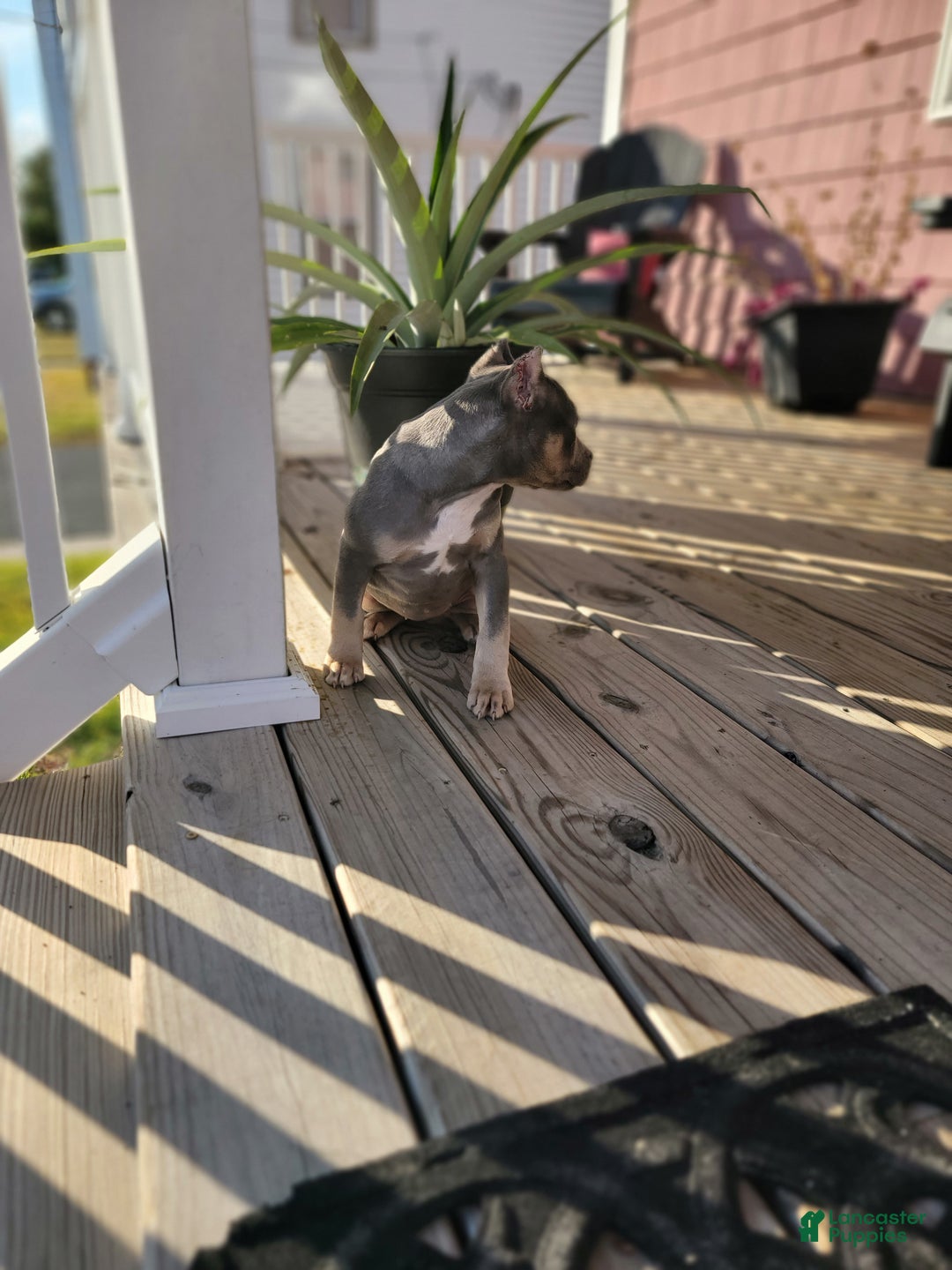 American Bully dogs for sale: American Bully Puppy 2 - Ad 4