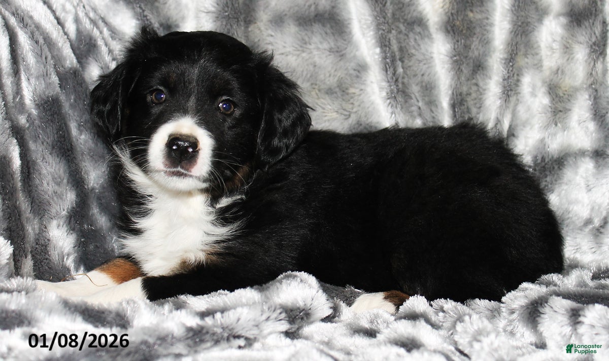 Miniature Australian Shepherd dogs Buster - Ad 22