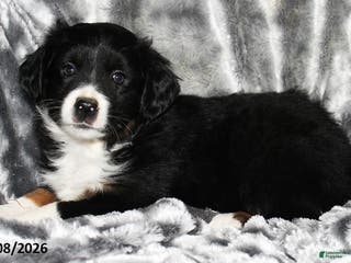 Miniature Australian Shepherd dogs Buster - Ad 18