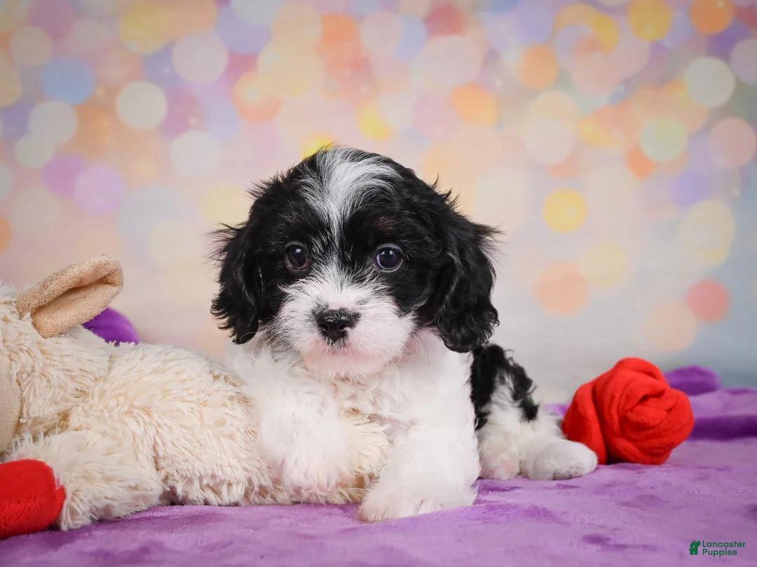 Cavapoo dogs for sale: Riley - Ad 8