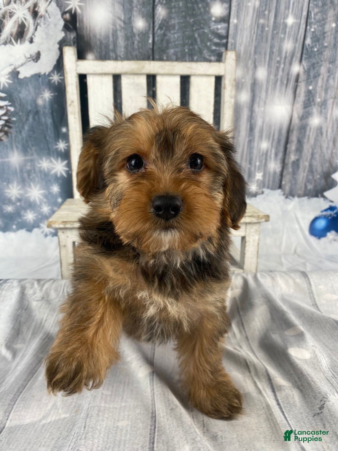 Yorkiepoo dogs for sale: Maddie - Ad 1