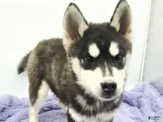 Siberian Husky dogs Titan - Ad 36