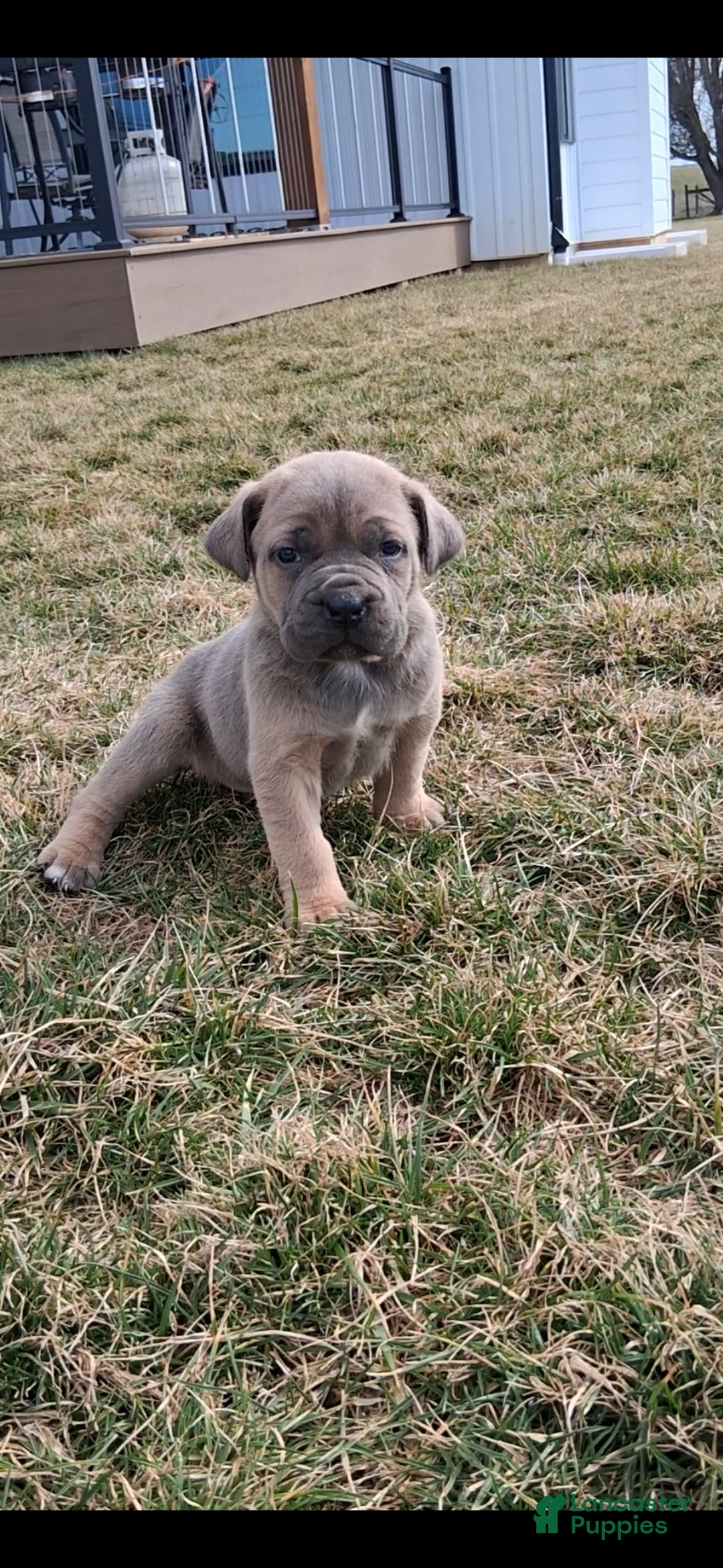 Cane Corso dogs Brenda - Ad 1