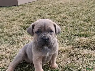 Cane Corso dogs for sale: Brenda - Ad 3
