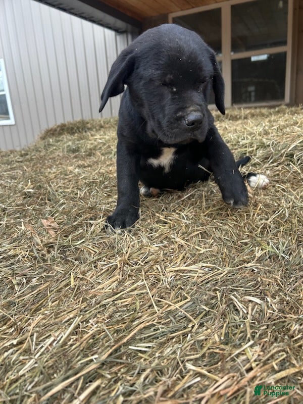 Mixed Breed dogs Joseph - Ad 1