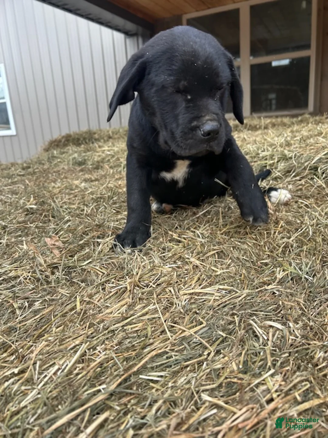 Mixed Breed dogs for sale: Joseph - Ad 1