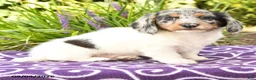 Miniature Dachshund dogs for sale: Oscar - Ad 3