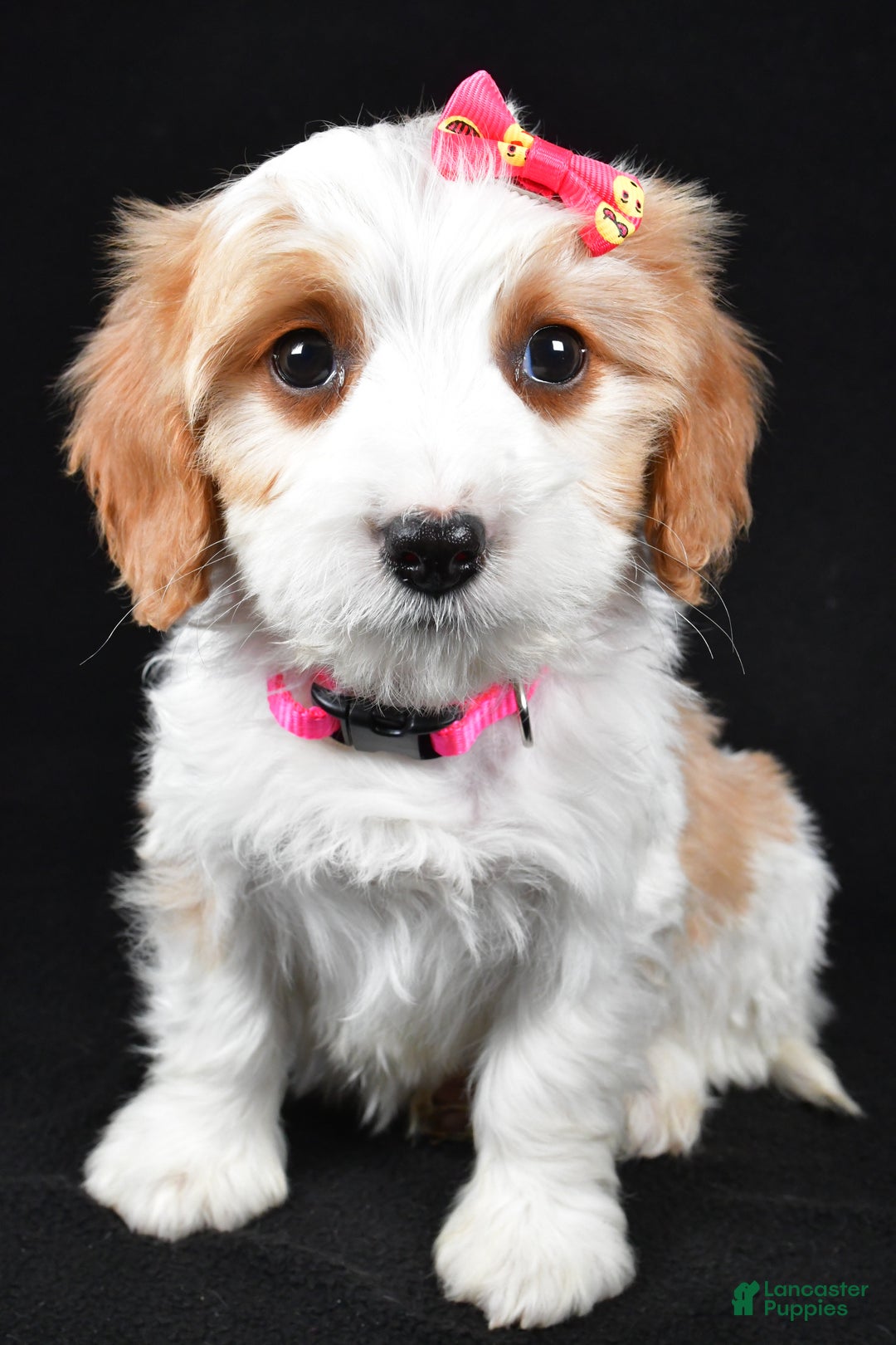 Cavapoo dogs for sale: Ellie - Ad 3