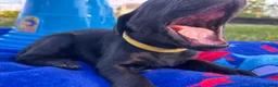 Mixed Breed dogs for sale: Raye - Ad 8