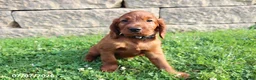 Irish Setter dogs for sale: Benjamin - Ad 2