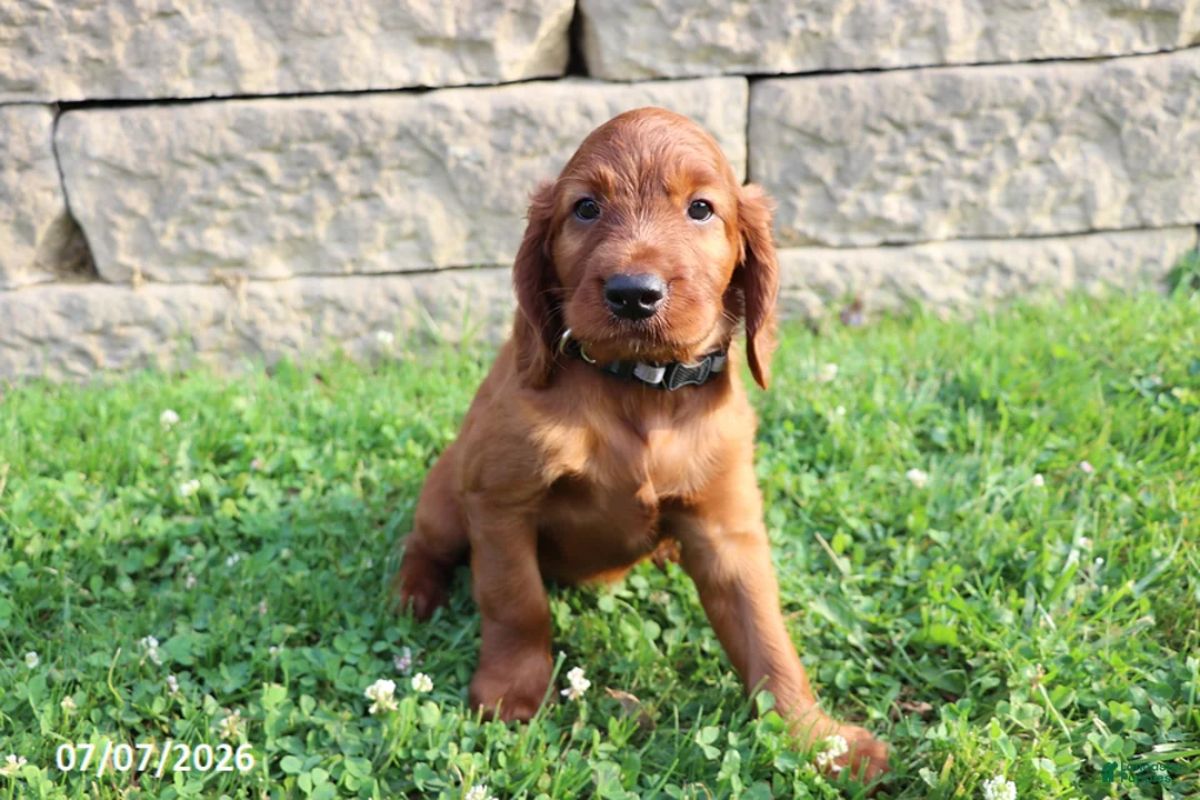 Irish Setter dogs for sale: Benjamin - Ad 2