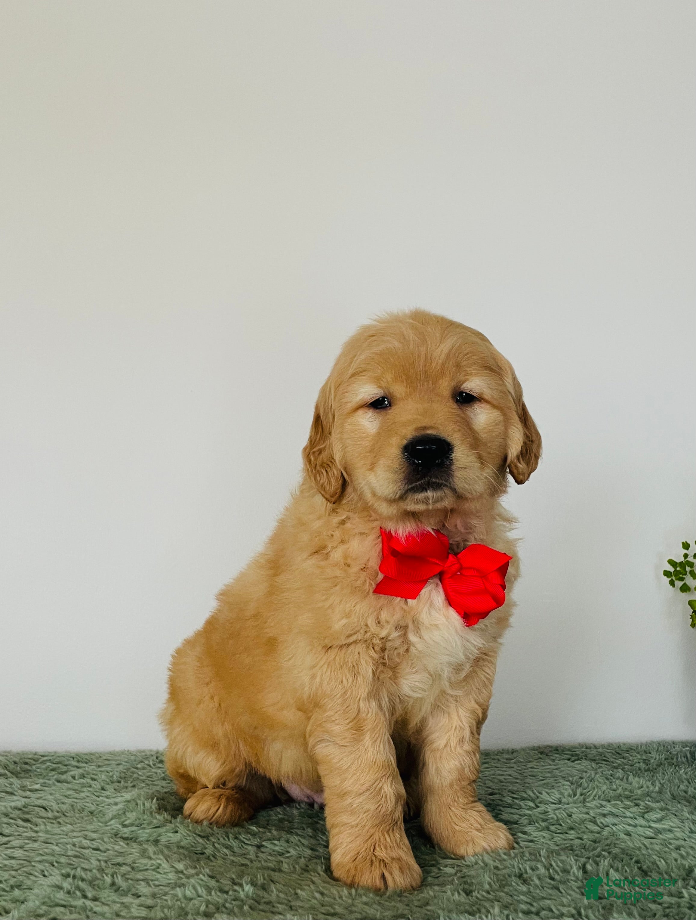 Golden Retriever dogs Charlie - Ad 24