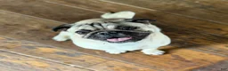Pug dogs for sale: Boy 1 - Ad 3