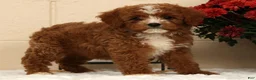 Cavapoo dogs for sale: Autumn - Ad 7