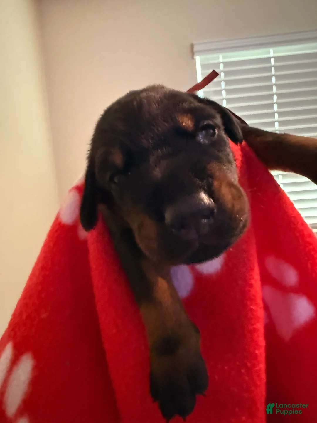 Doberman Pinscher dogs for sale: Maia- Red Collar - Ad 2