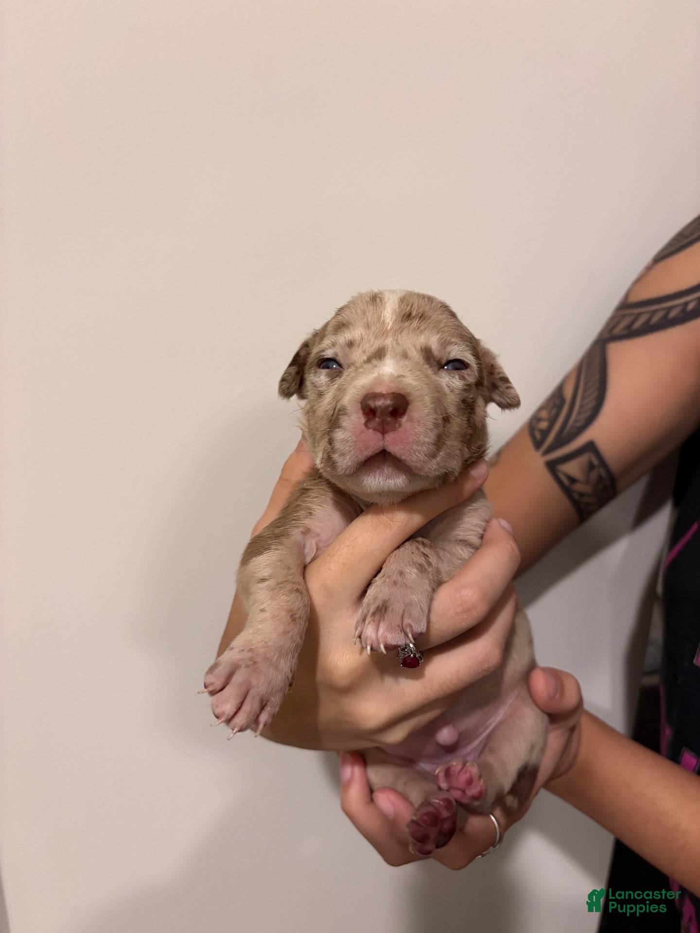 American Bully dogs for sale: American XL Bully 6 - Ad 4