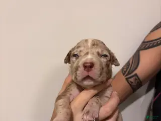American Bully dogs American XL Bully 6 - Ad 6