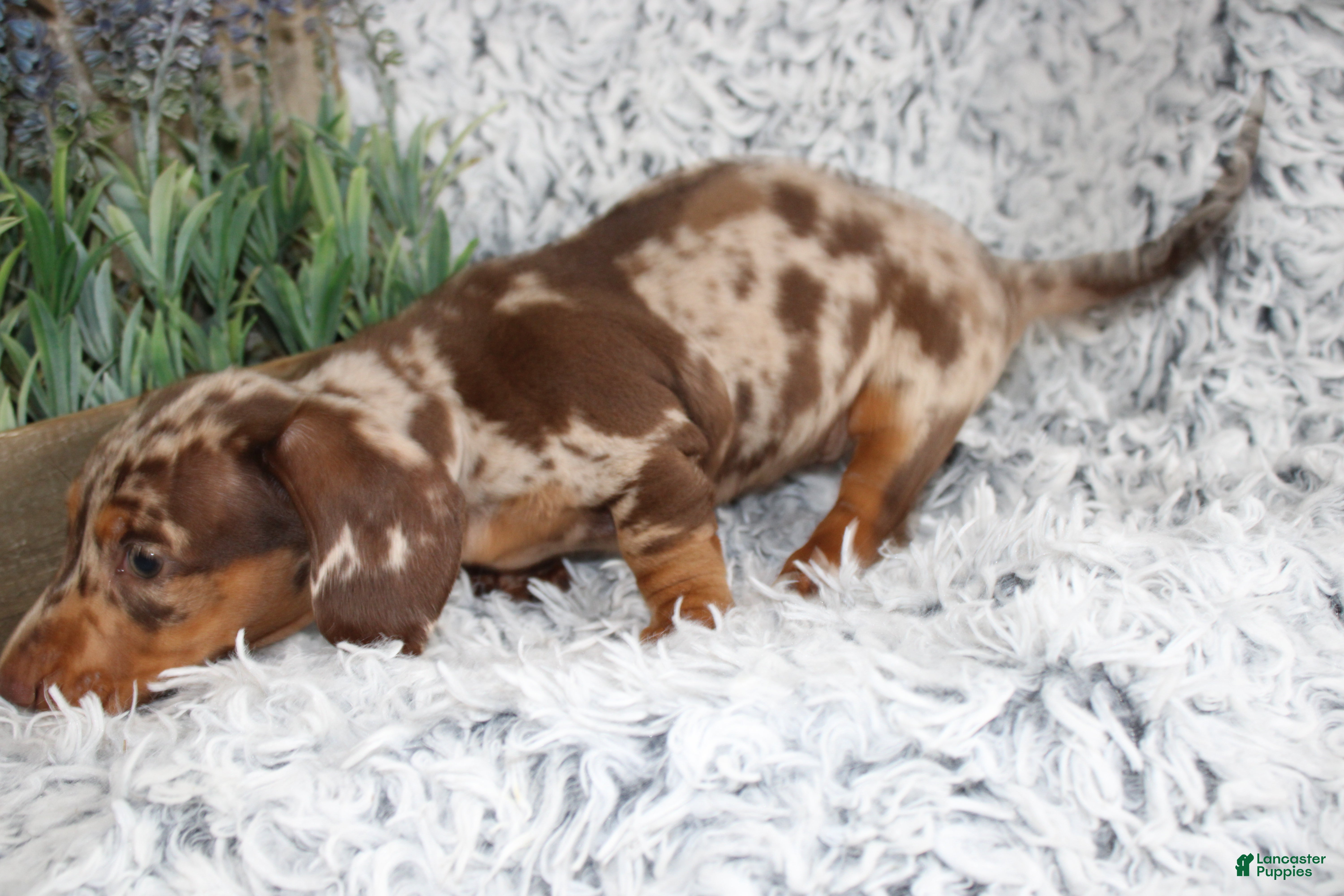Dachshund dogs HARPER - Ad 1