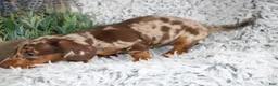 Dachshund dogs for sale: HARPER - Ad 1