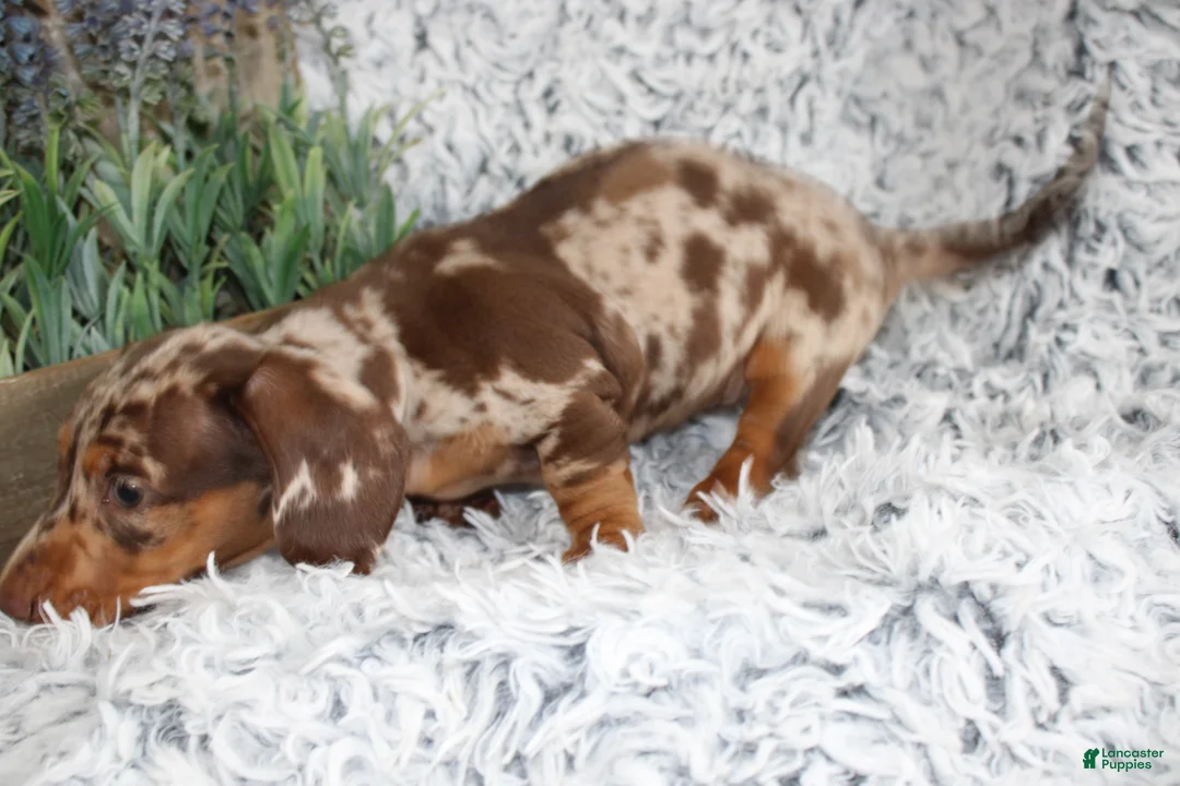 Dachshund dogs for sale: HARPER - Ad 1
