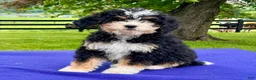 Bernedoodle dogs for sale: Natalie - Ad 2