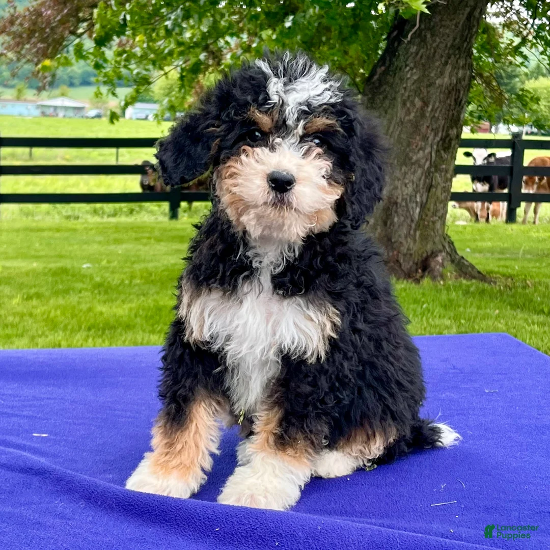Bernedoodle dogs for sale: Natalie - Ad 2