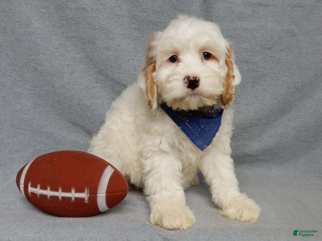 Cockapoo dogs for sale: Rover - Ad 1