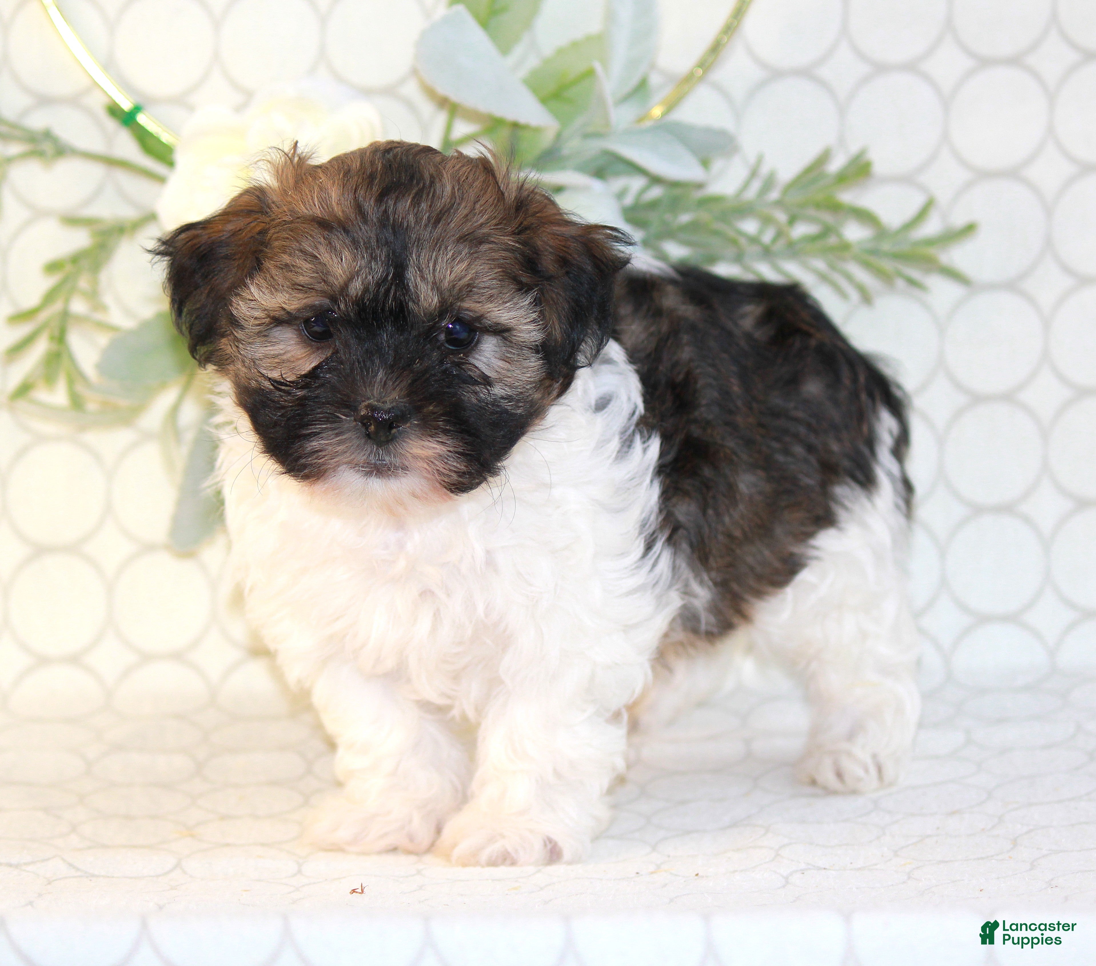 Shihpoo dogs Remmy - Ad 1
