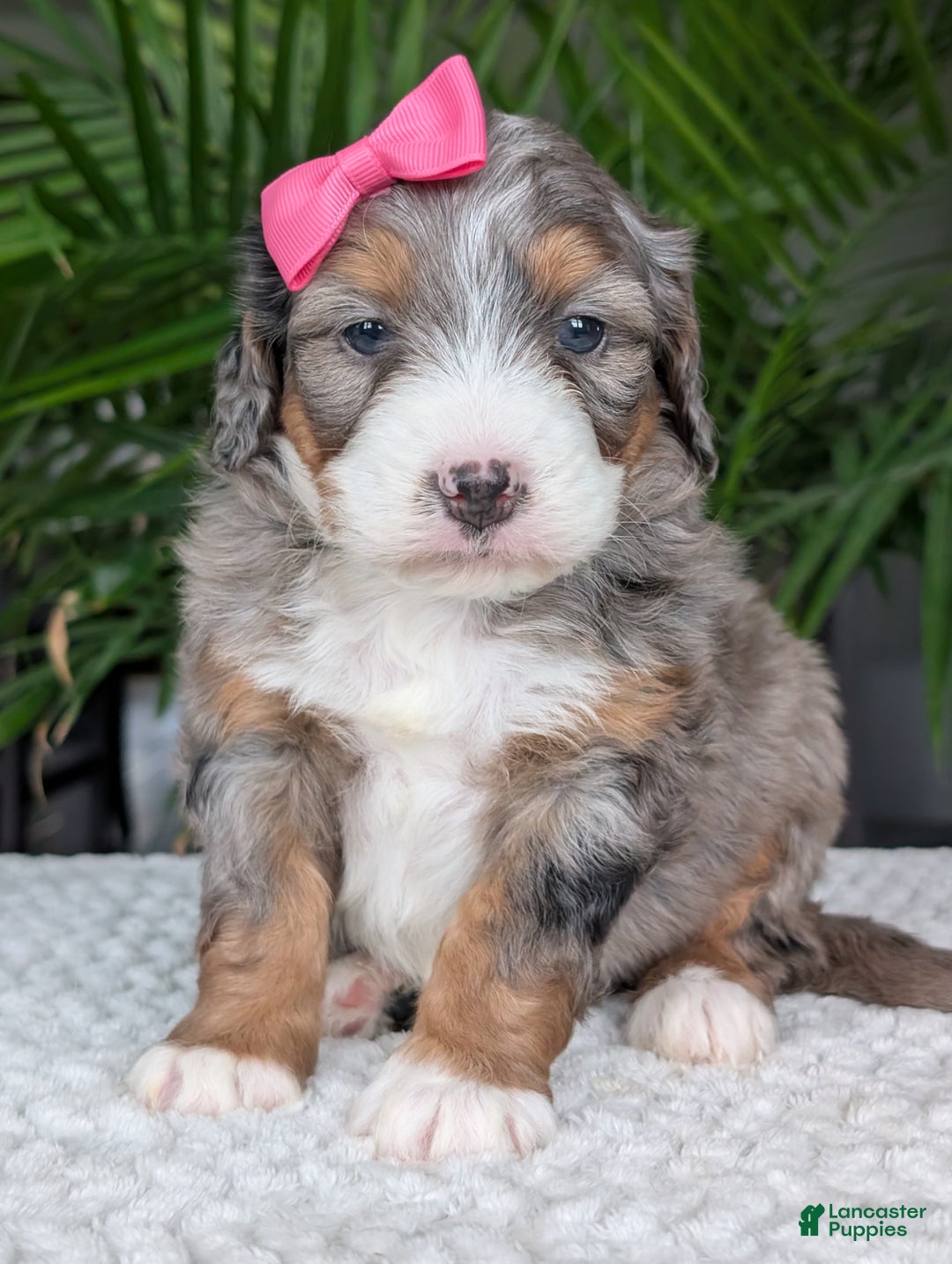 Mini Bernedoodle dogs for sale: Mini Daisy  - Ad 2