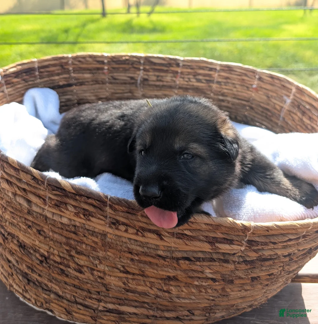 Mixed Breed dogs for sale: Lemon Sorbet - Ad 2