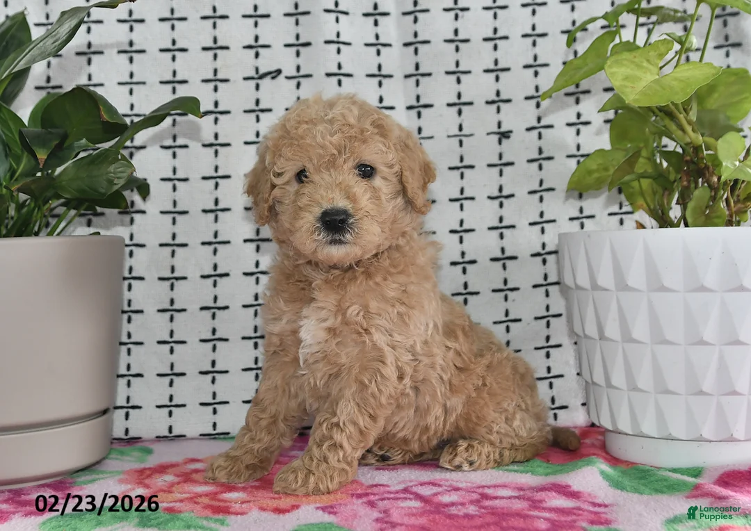 Goldendoodle dogs for sale: Ralph - Ad 1