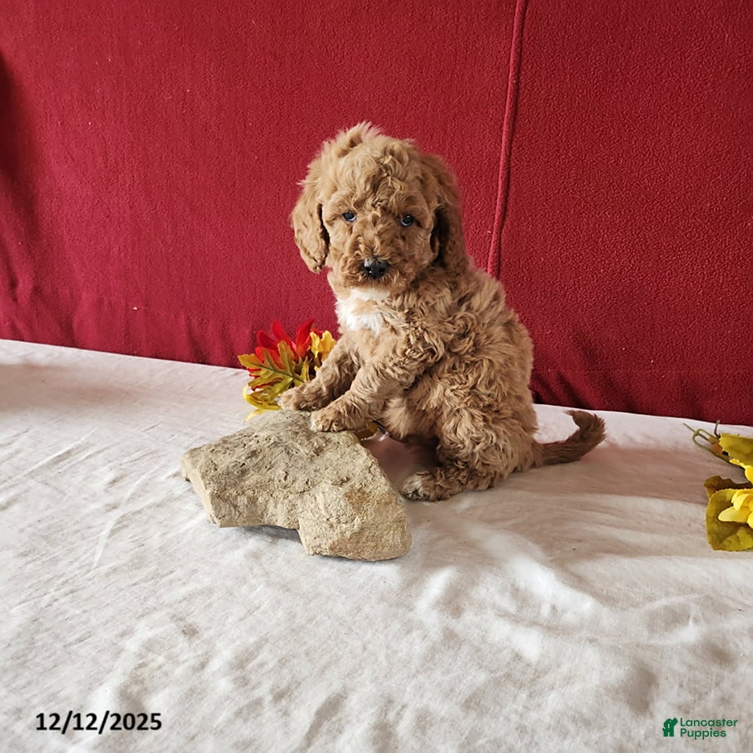 Goldendoodle dogs for sale: Harette - Ad 2