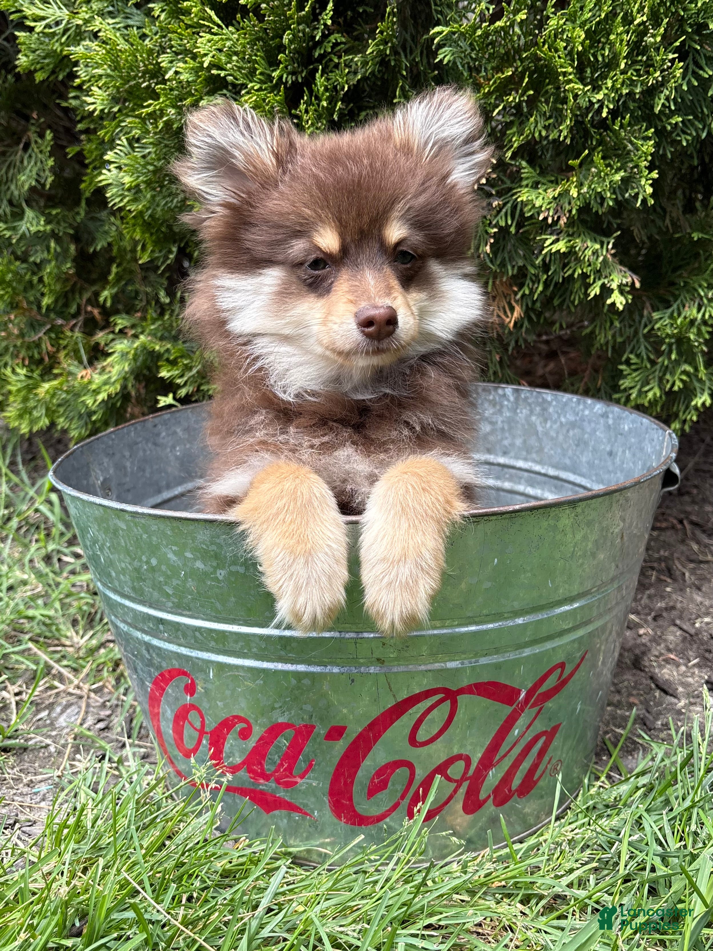 Pomeranian dogs KitKat - Ad 2