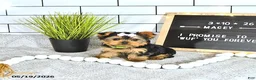 Yorkshire Terrier dogs for sale: Macey - Ad 5