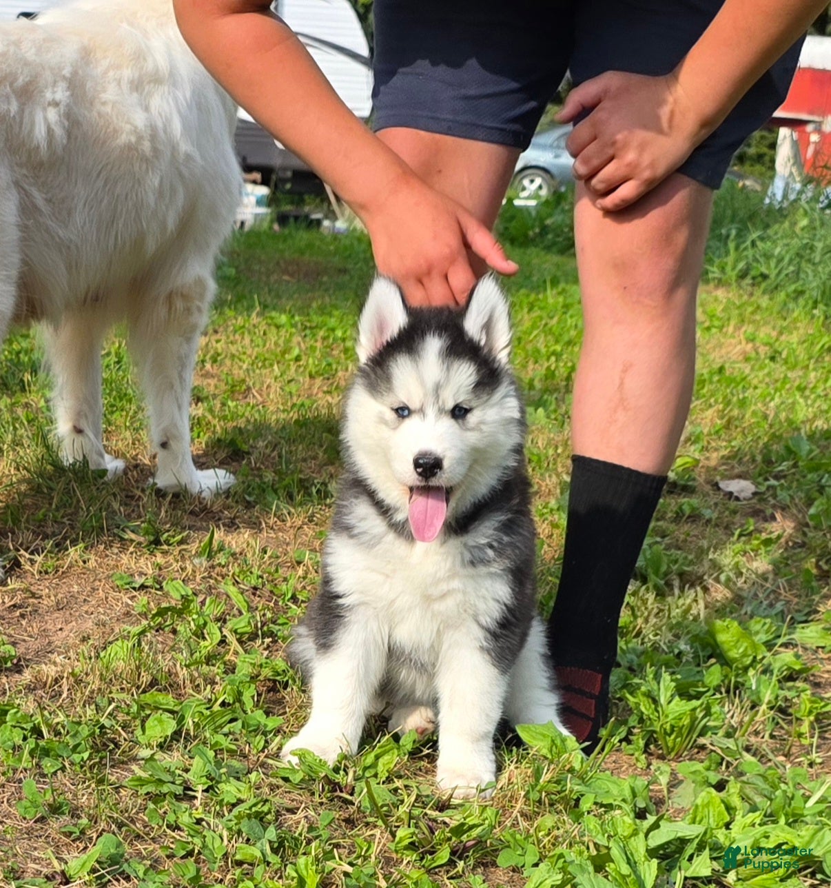 Siberian Husky dogs Toad - Ad 1