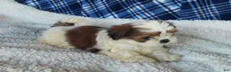 Shih Tzu dogs for sale: HOLLY - Ad 2