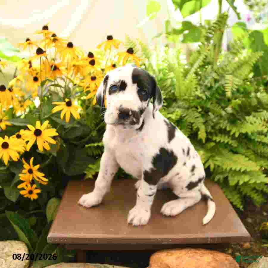 Great Dane dogs Lexie - Ad 1