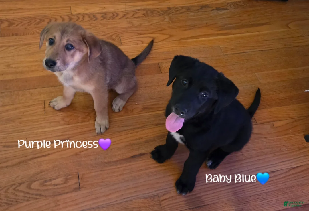 Mixed Breed dogs for sale: Baby Blue - Ad 16
