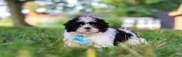 Shih Tzu dogs for sale: Ace - Ad 4
