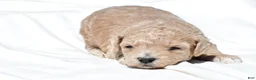 Mini Goldendoodle dogs for sale: Nancy - Ad 1