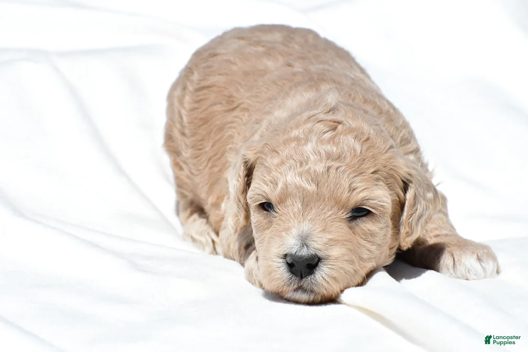 Mini Goldendoodle dogs for sale: Nancy - Ad 1