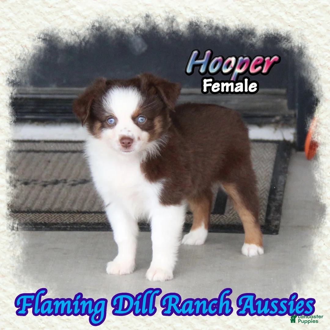 Toy Australian Shepherd dogs for sale: Hooper - Ad 1